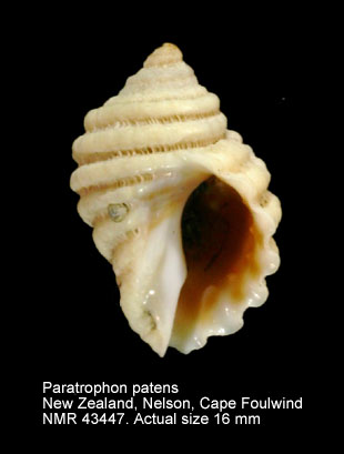 Paratrophon patens.jpg - Paratrophon patens(Hombron & Jacquinot,1854)
